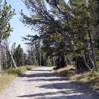 Gray, gravel road ascends through an open alpine forest.