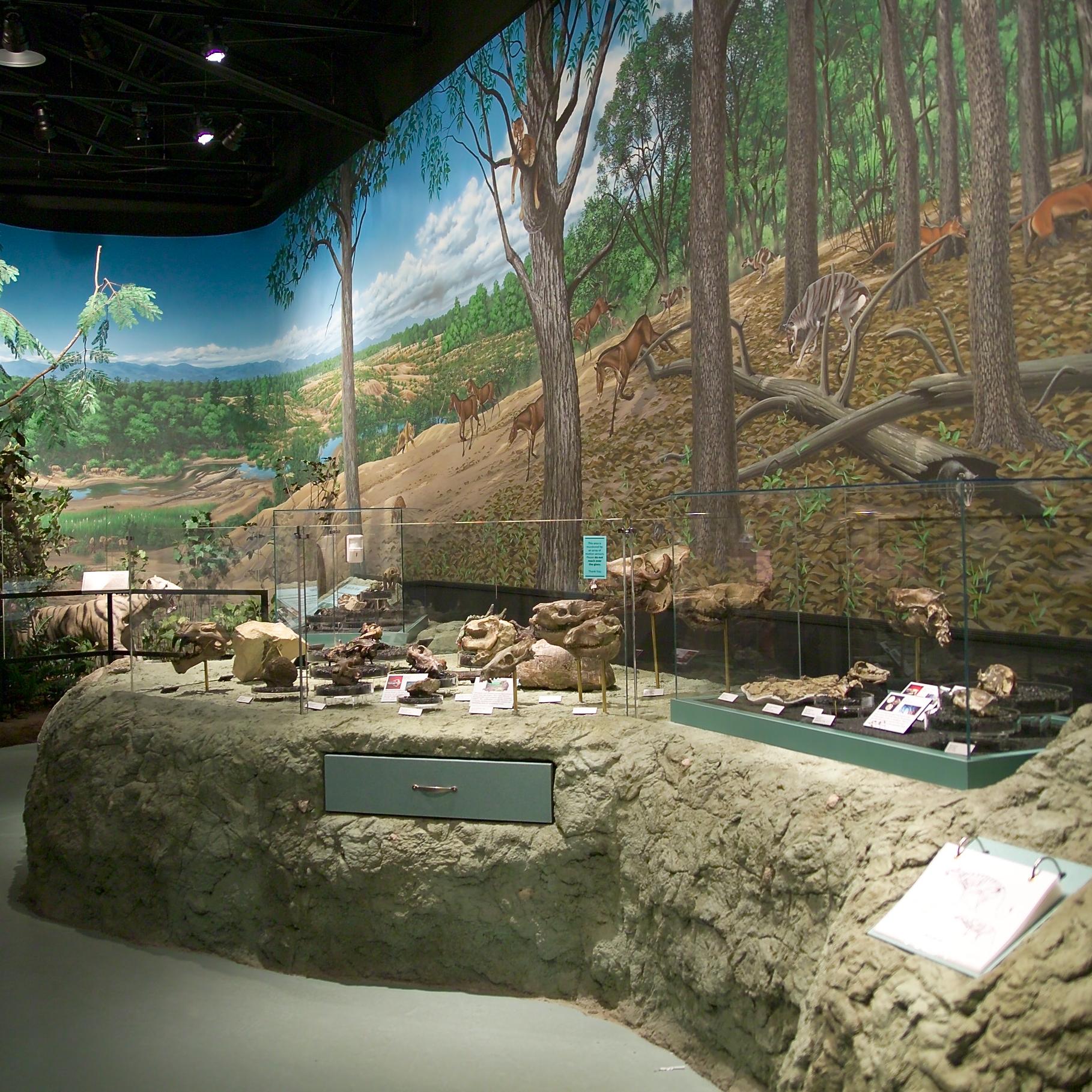 Fossils on display with murals