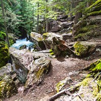 Rocky trail along creek in dense mossy forest 