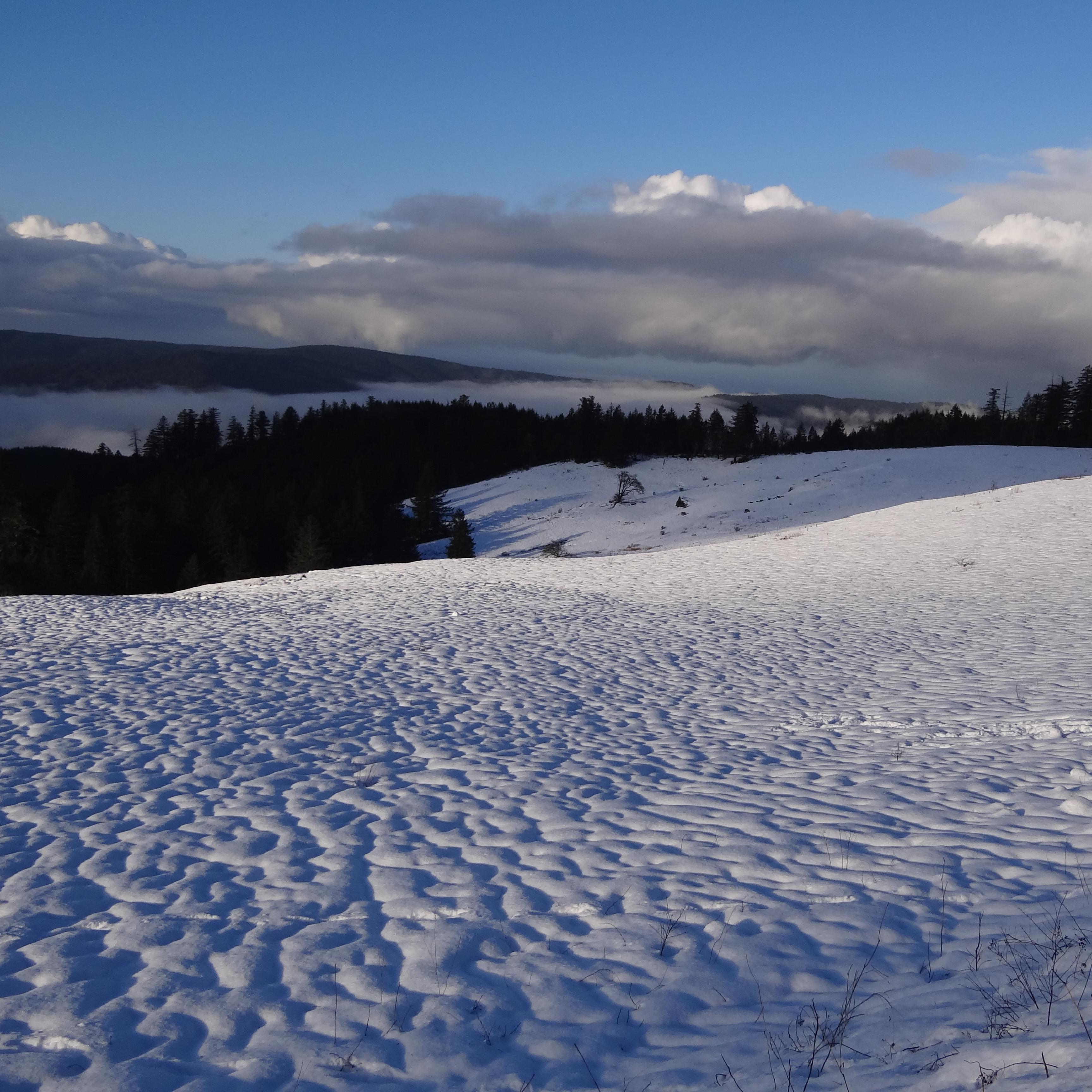 Snow covers open fields and redwoods are in a valley.