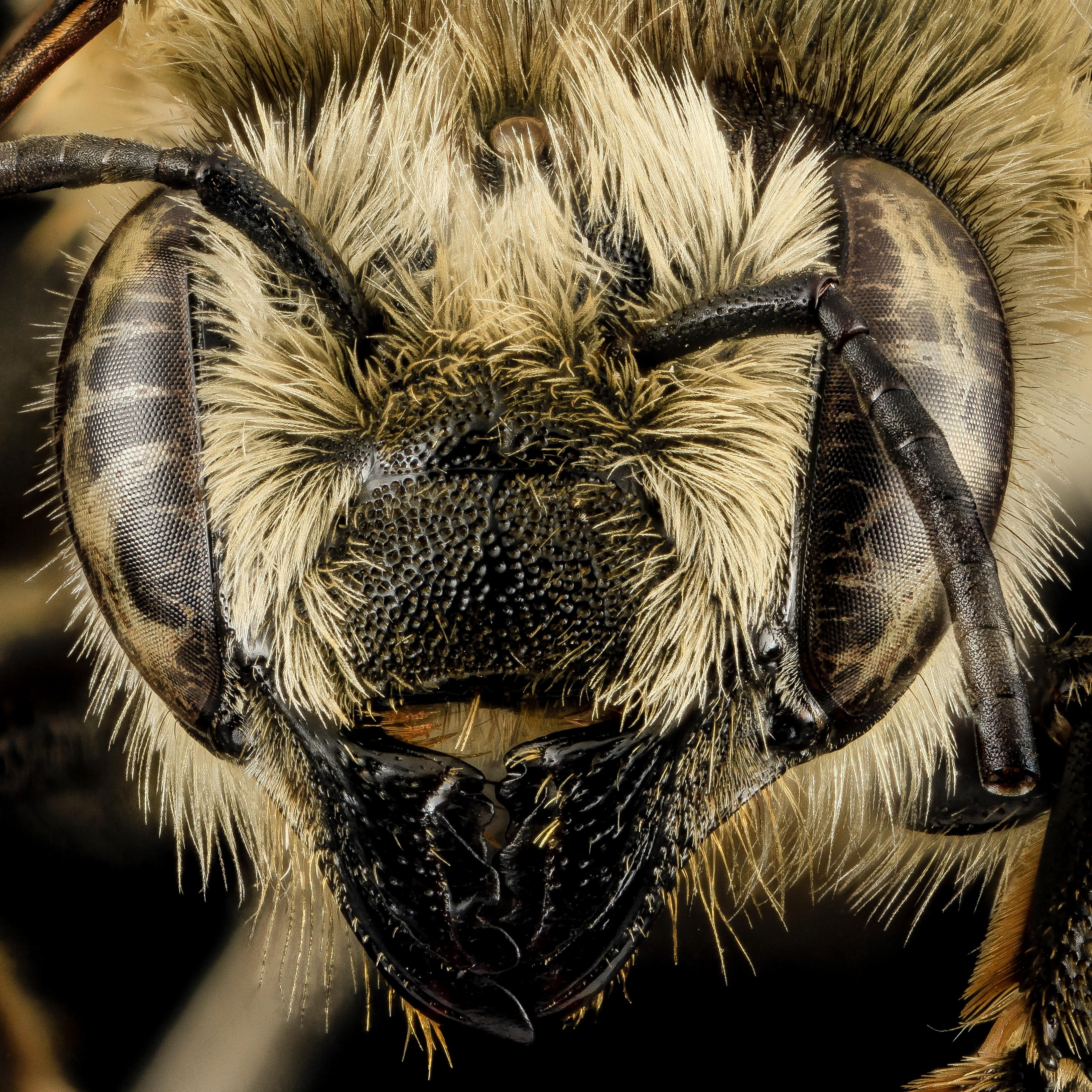 A close up photo of a bee