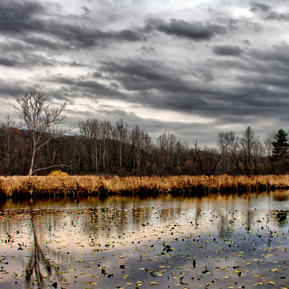 Dark clouds reflect in still water with lily pads.