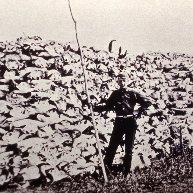 Historic image of man standing in front of enormous pile of bison skulls