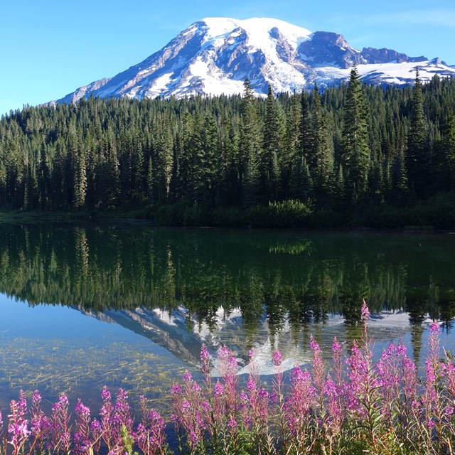 Mount Rainier reflected in the still waters of a subalpine lake. 