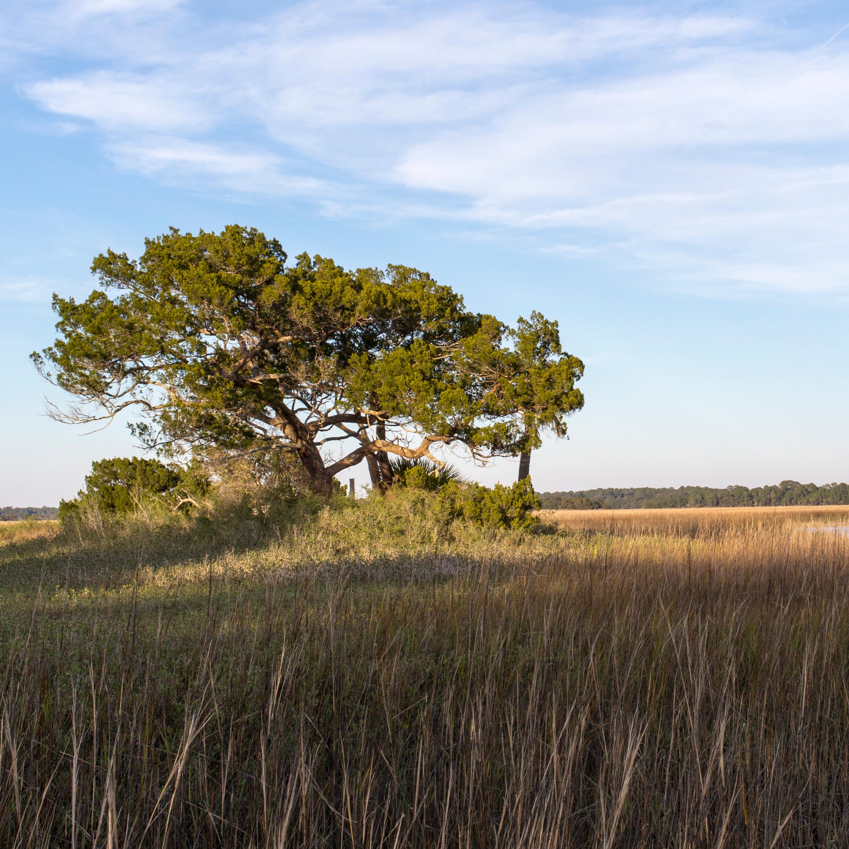 a tree at sunrise growing on a lone island in the salt marsh blue sky behind