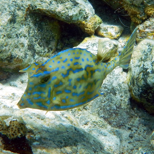 Green fish with bright blue spots swimming along rocks