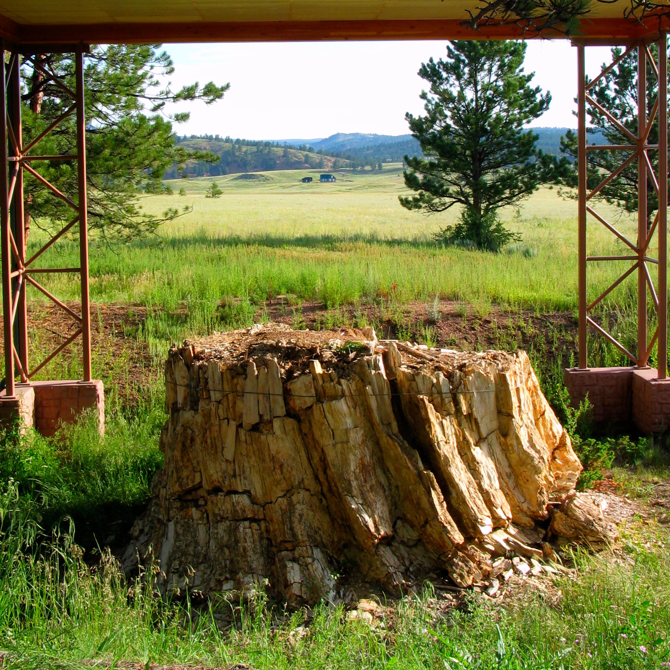 A massive petrified redwood tree stump in the stump shelter outdoor exhibit area 