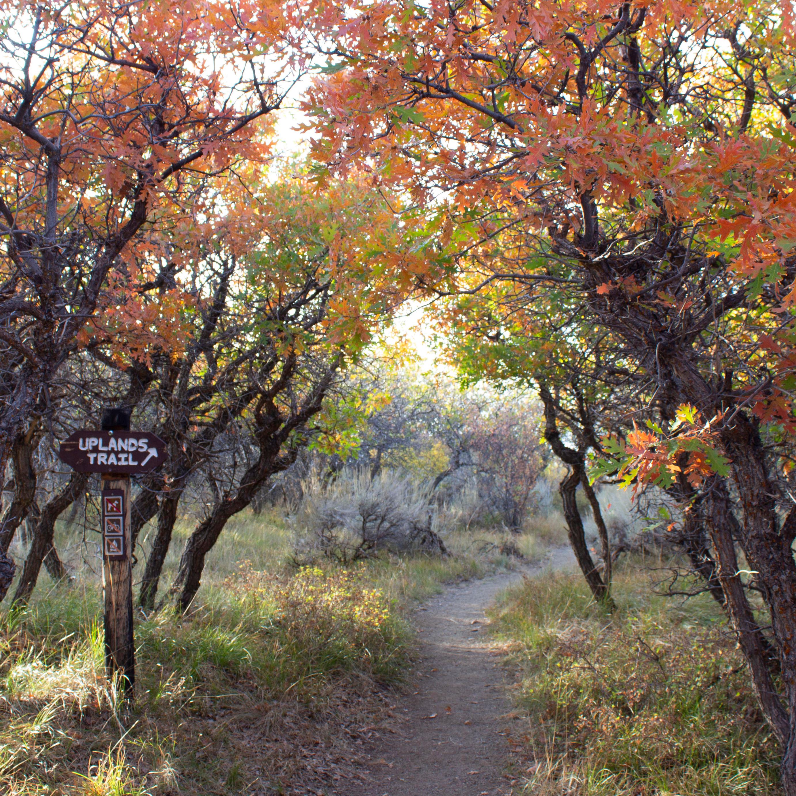 Uplands Trail