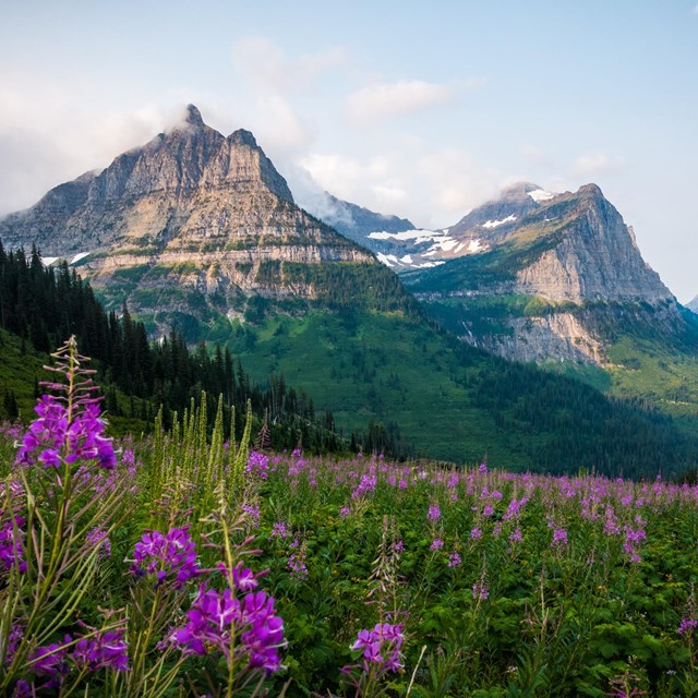 Landscape of mountains and flowers. 