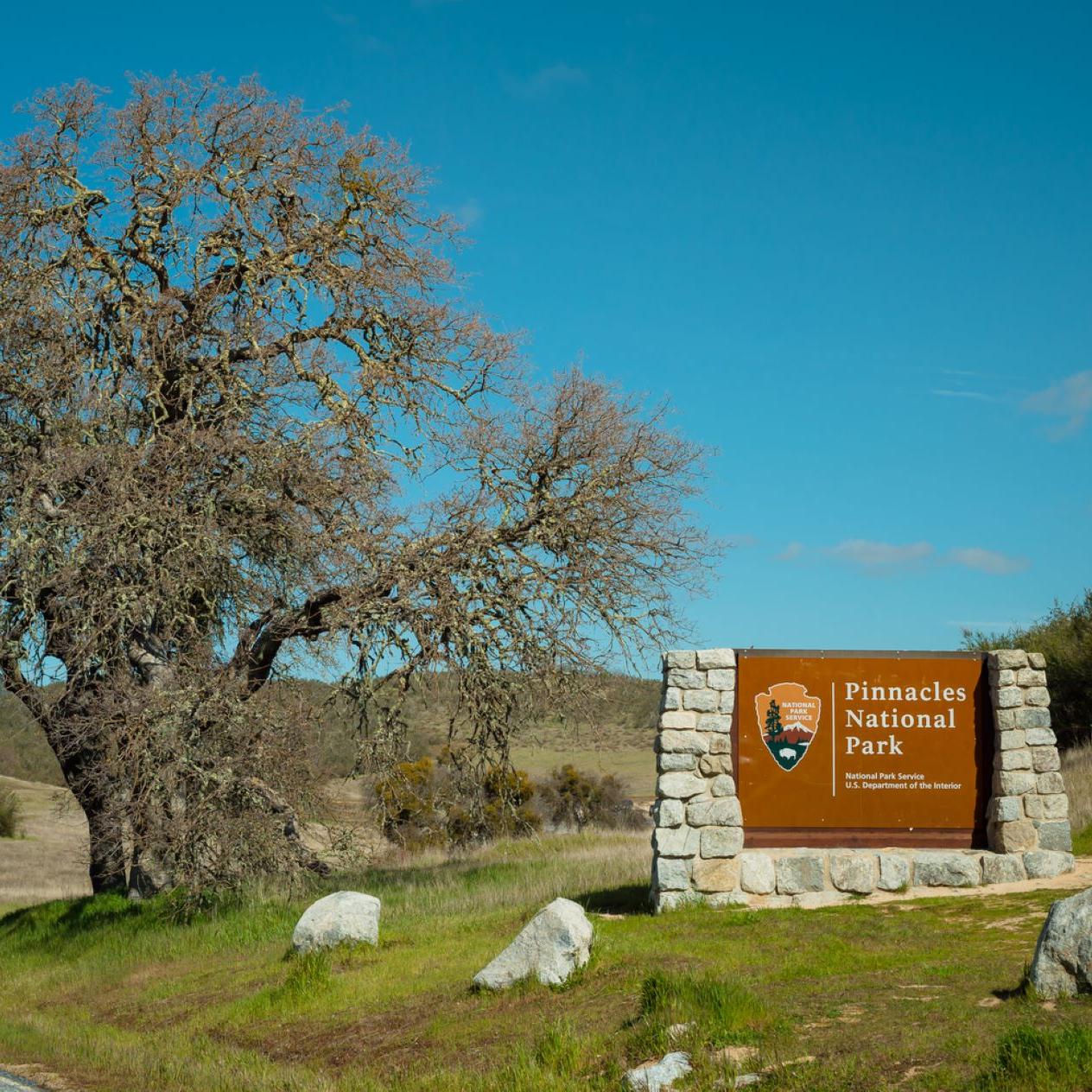 View of a barren oak next to a Pinnacles National Park sign with the NPS arrowhead laid in a rocks