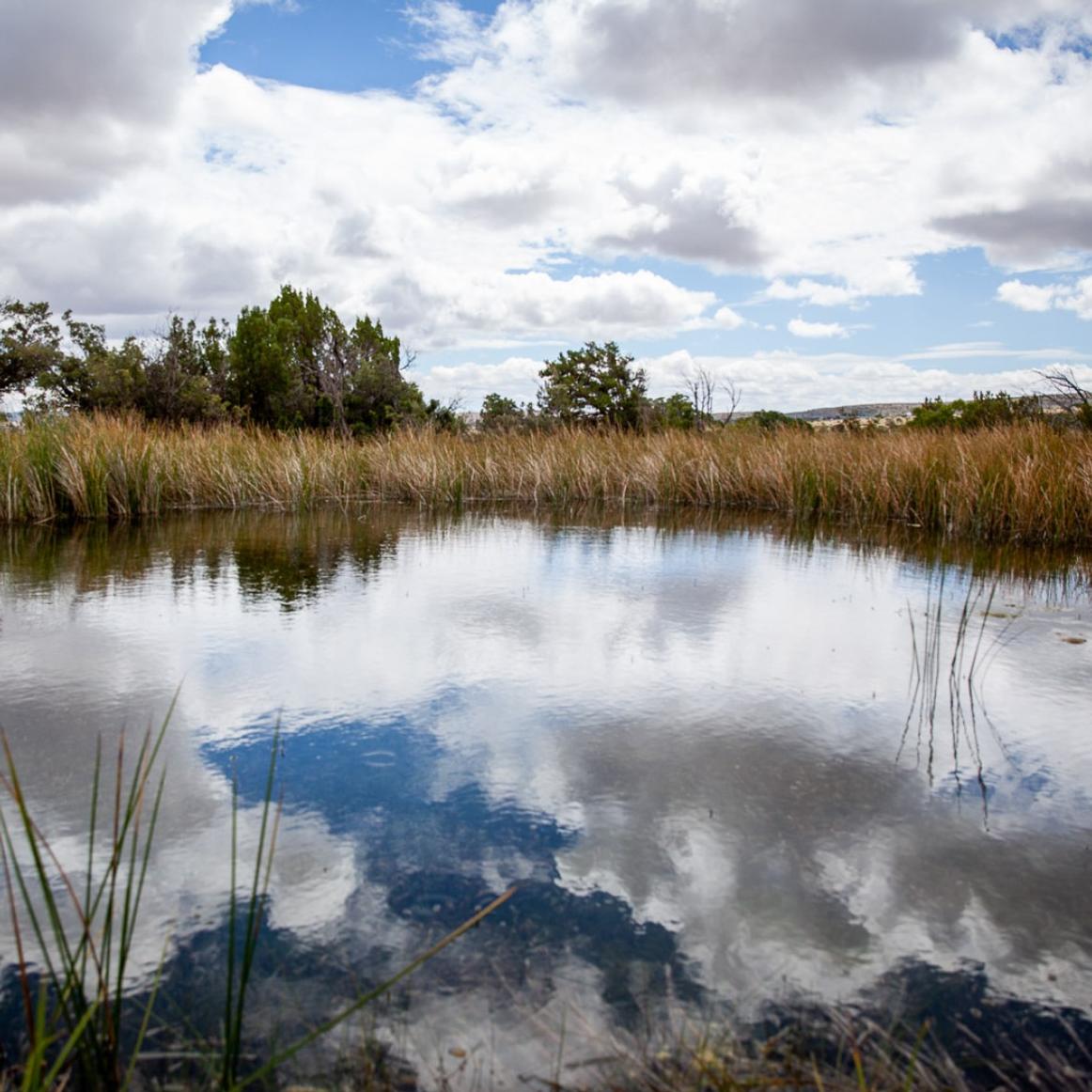 A pool of water surrounded by vegetation and blue sky