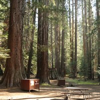 A campfire ring, picnic table, and bear box are in a clearing under Sequoia trees