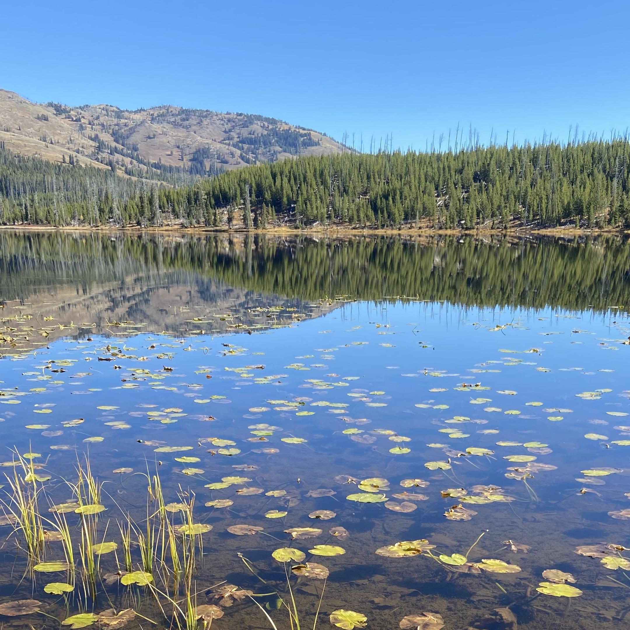 Lily pads sit on a lake with a reflection of the surrounding forests and a mountain in the distance.