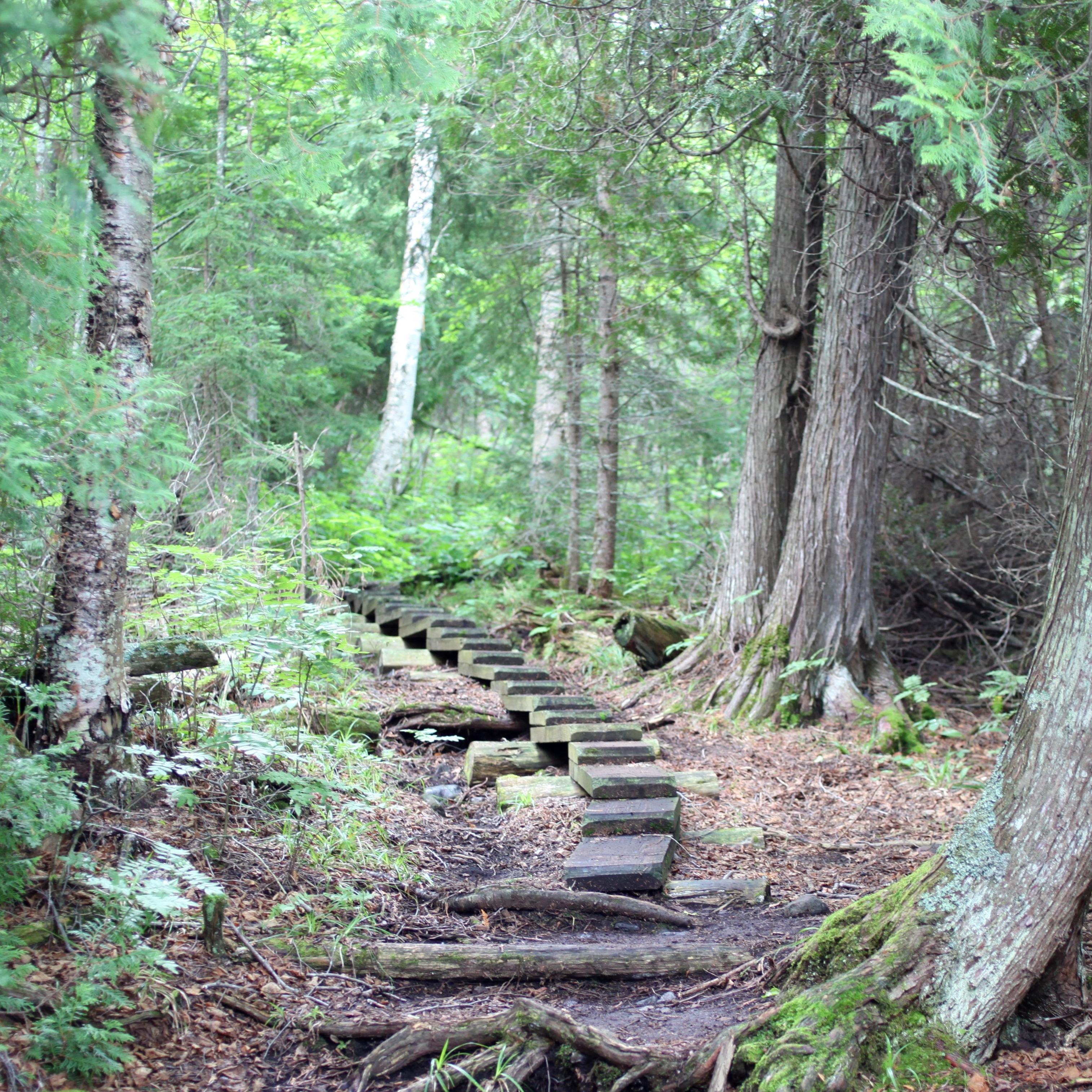 A boardwalk staircase a part of the trail in a forest. 