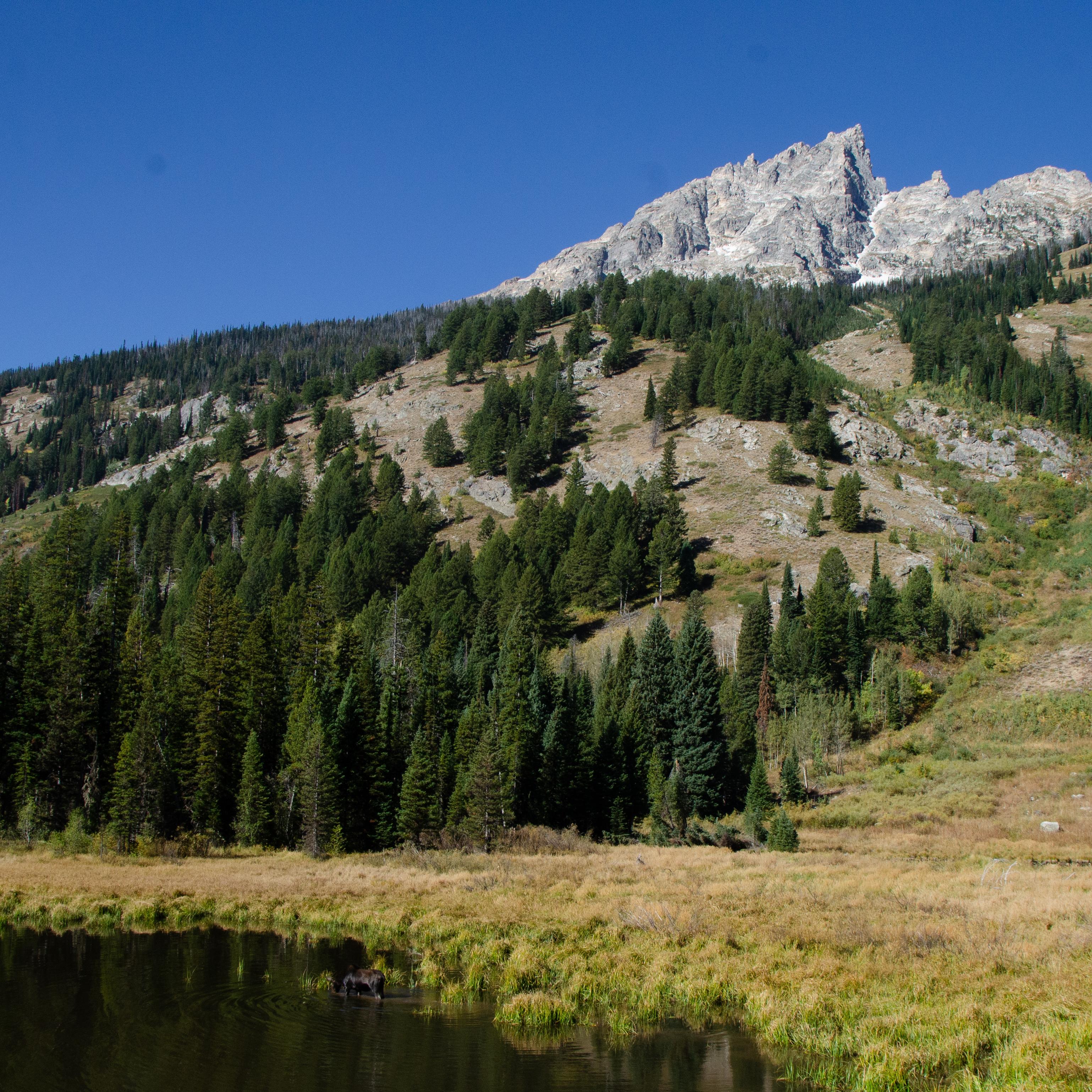 A moose stands in a pond surrounded by vegetation at the base of a mountain. 