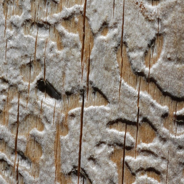 Tree bark damaged by insects
