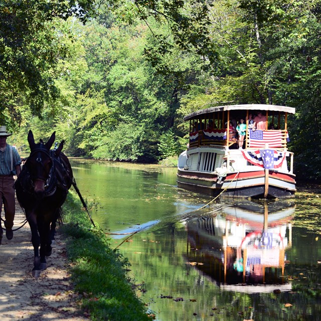 Mules pull canal boat through the water.