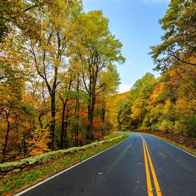 Mountain parkway lined with trees showing vibrant fall colors