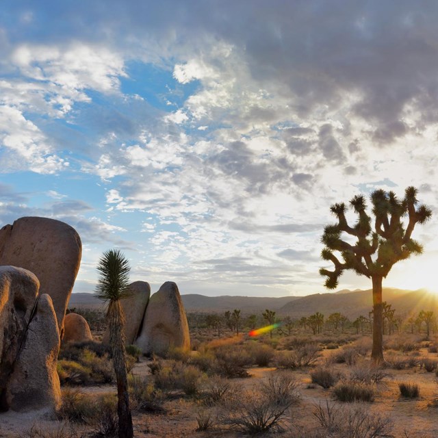 Color photo of house-sized boulders and a scraggly Joshua tree under the setting sun.