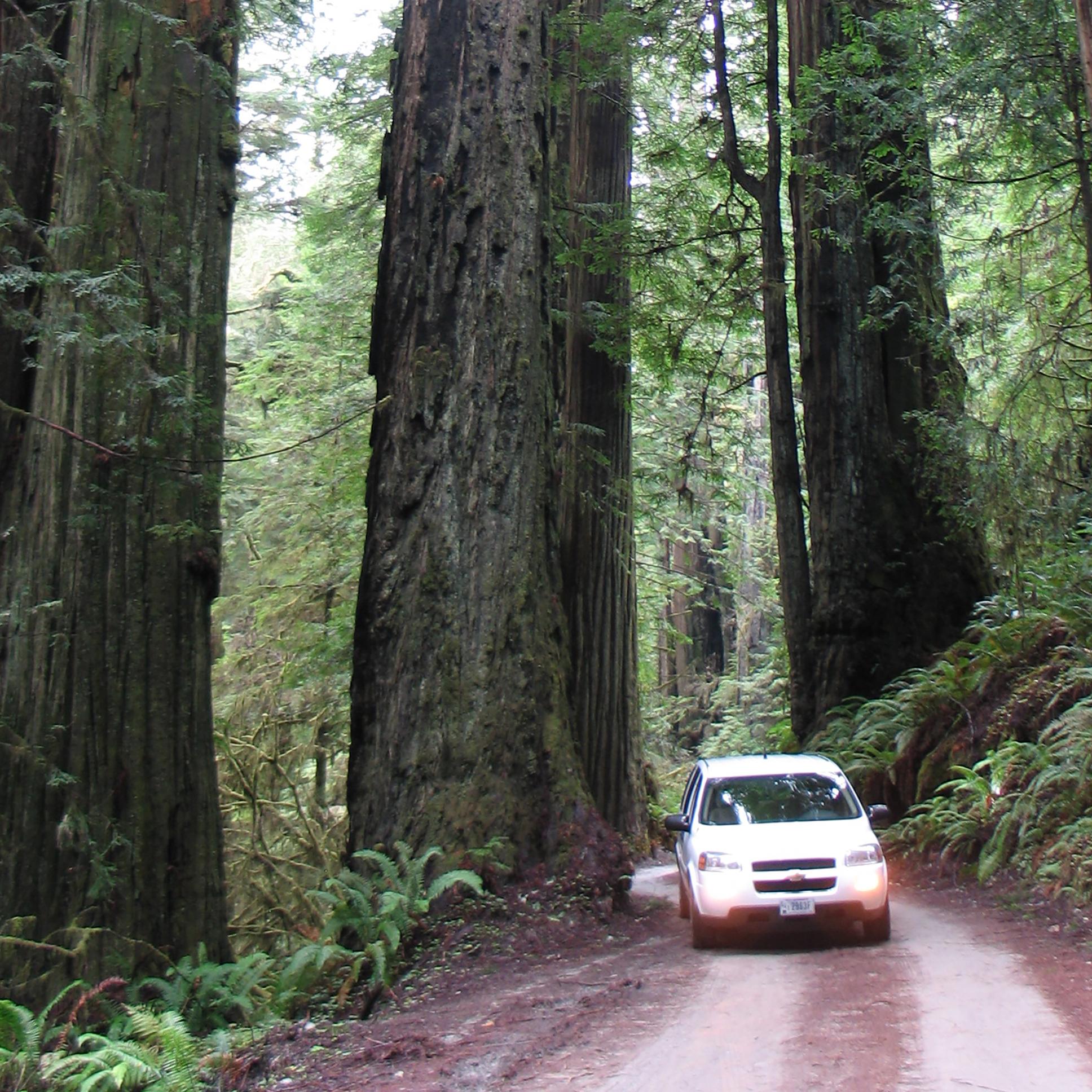 A white car drives on a dirt road wedged between redwood trees.