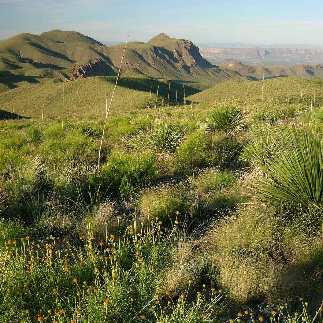 Desert scenery along Ross Maxwell Drive