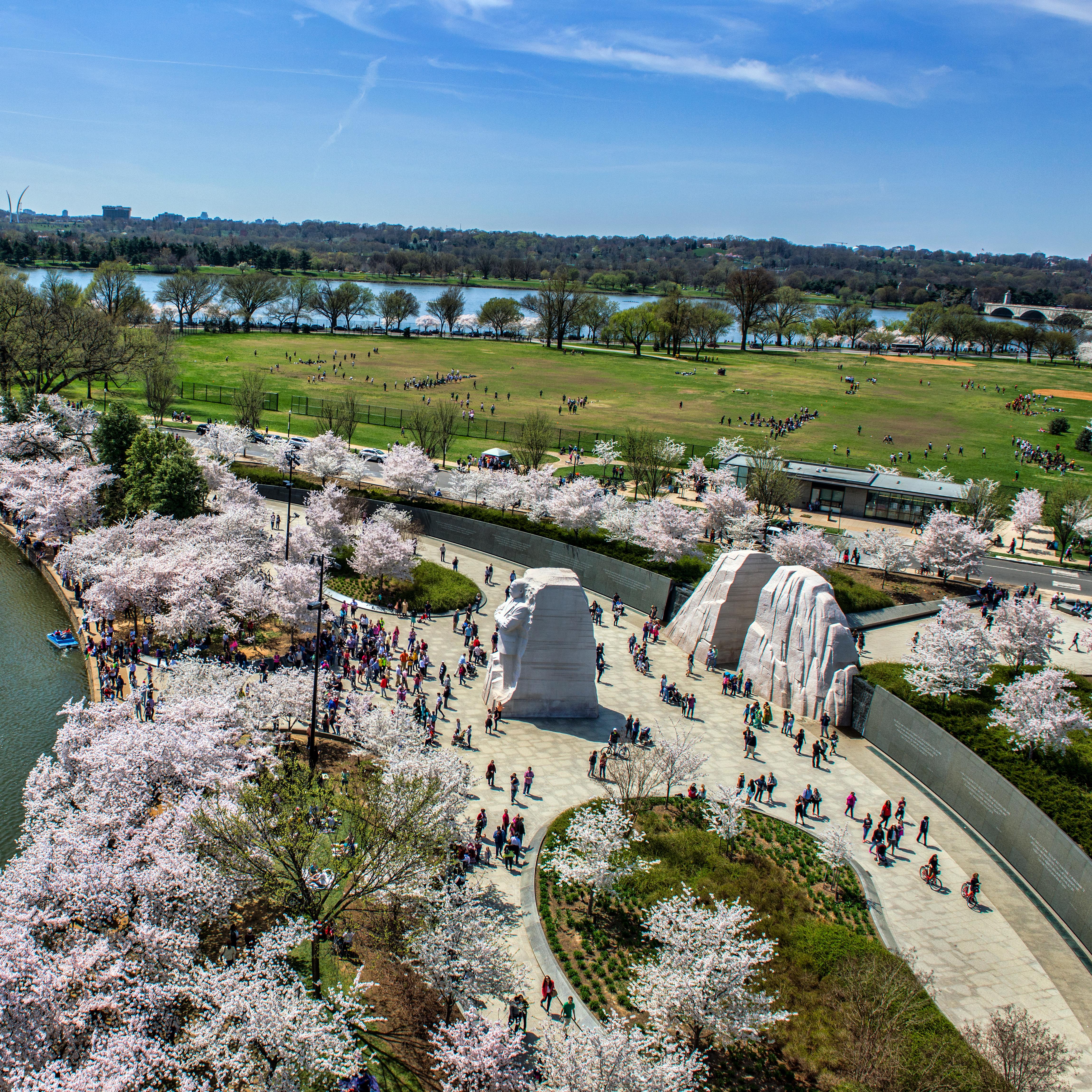 Aerial view of Martin Luther King, Jr. memorial during cherry blossom season.