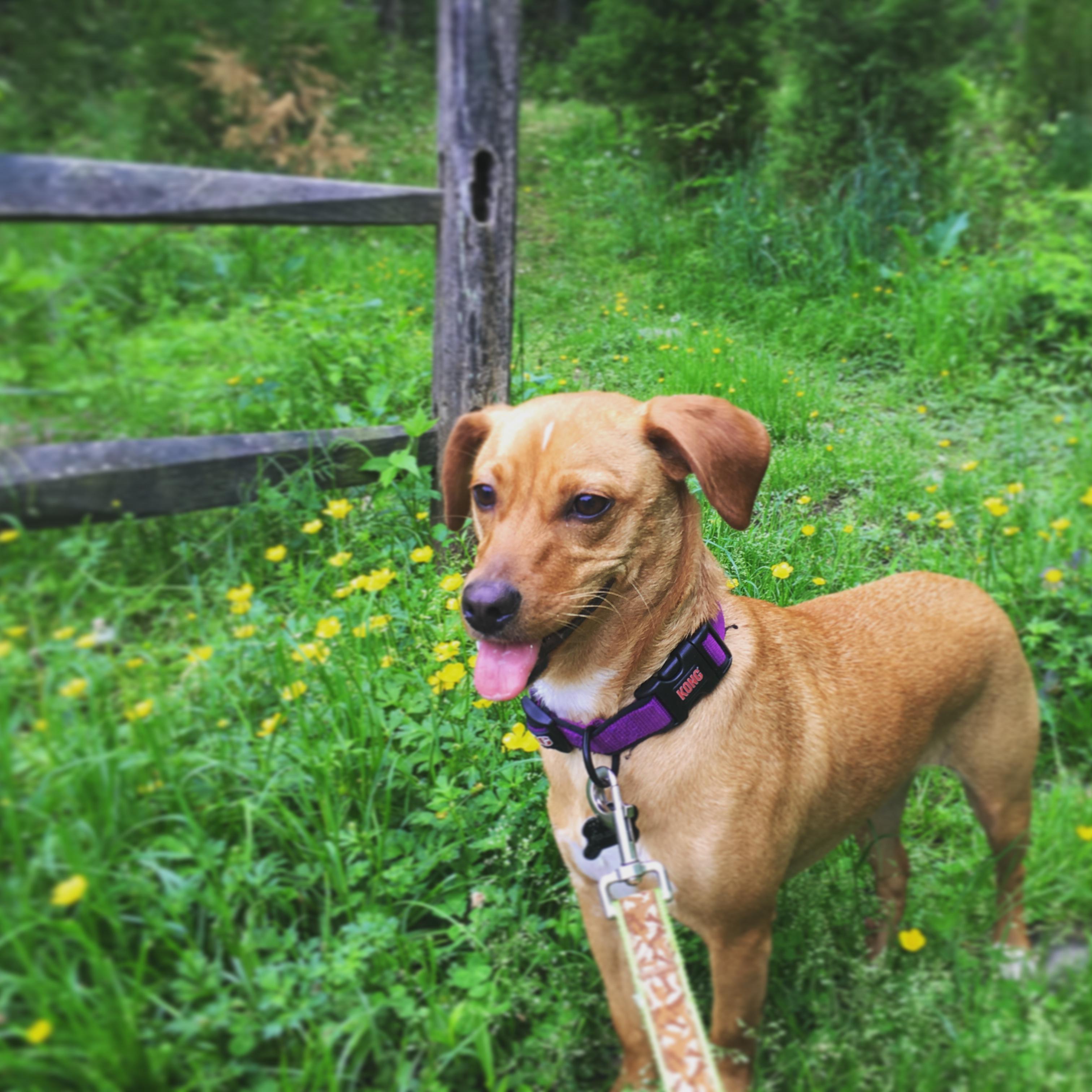A dog on a hike at Wolf Trap National Park for the Performing Arts.