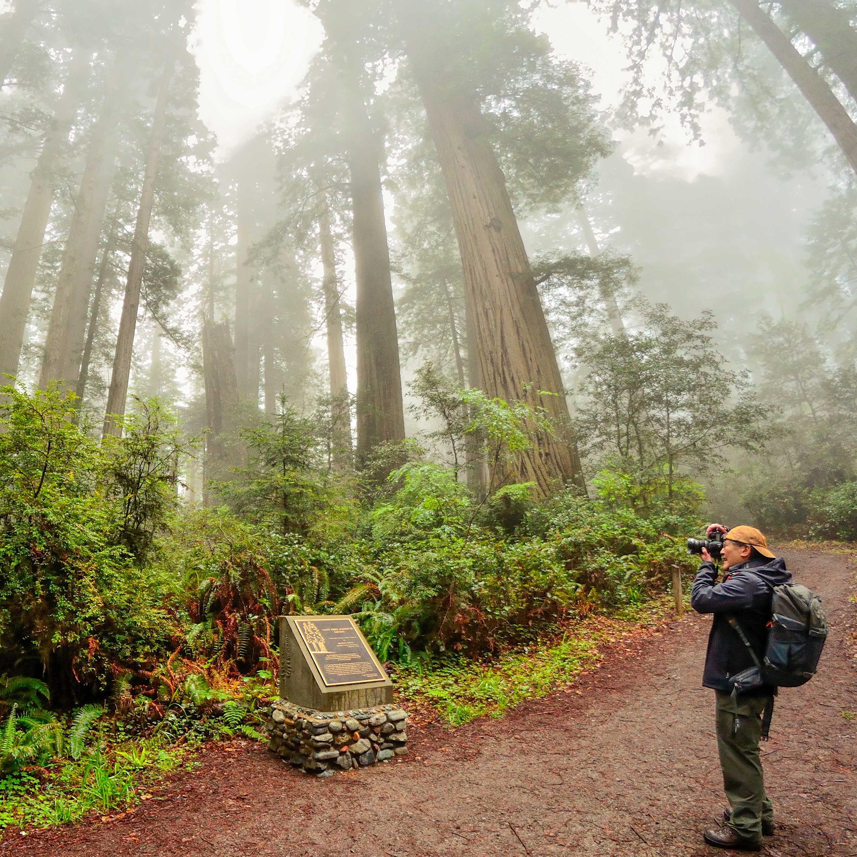 A Famous Grove That Is Easy To Walk