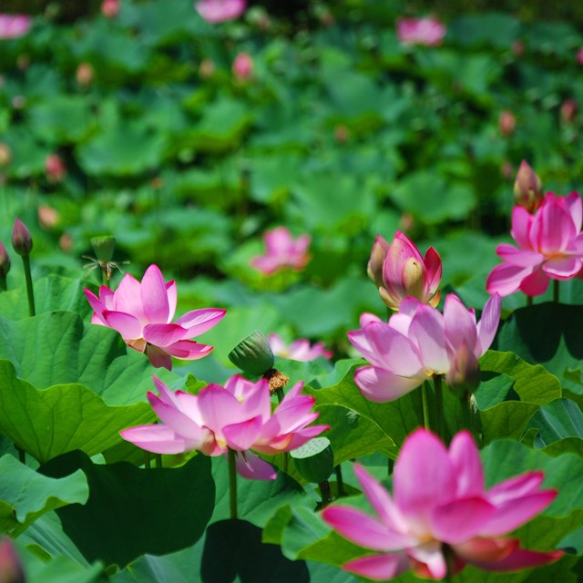 Lotus flowers at Kenilworth Park and Aquatic Gardens. 