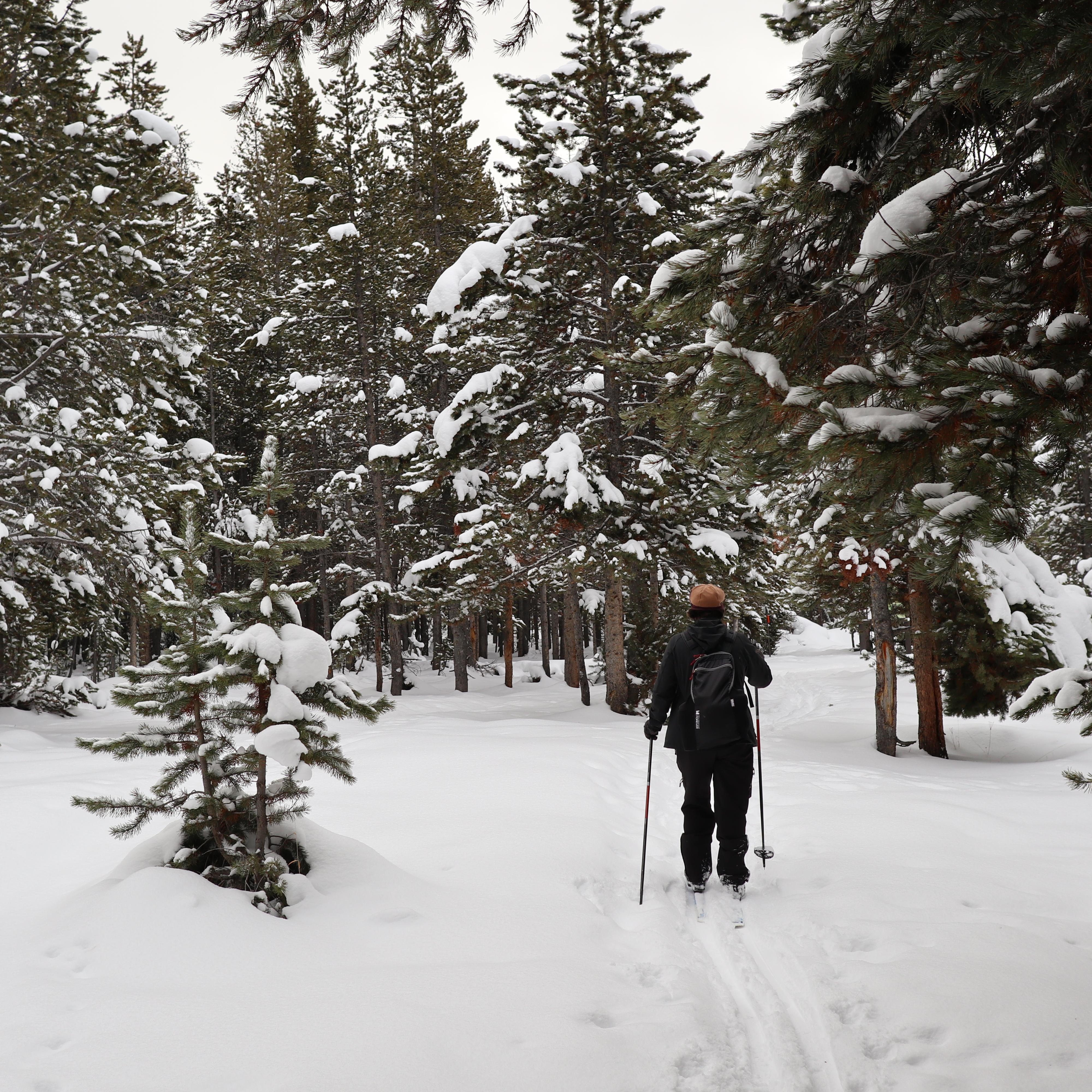 A lone skier breaks trail along the Mallard Lake Trail in the forested section near the trailhead.