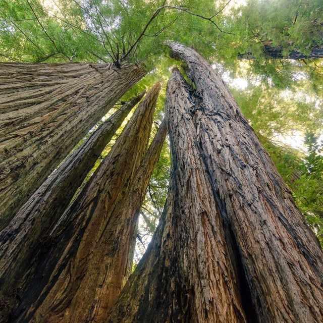 View of massive redwood tree from bottom looking up at canopy