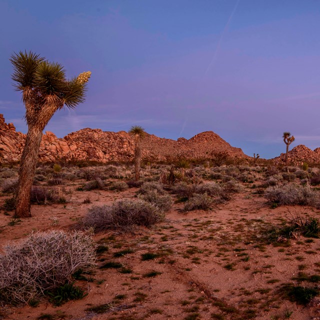 Desert landscape with Joshua trees at dusk