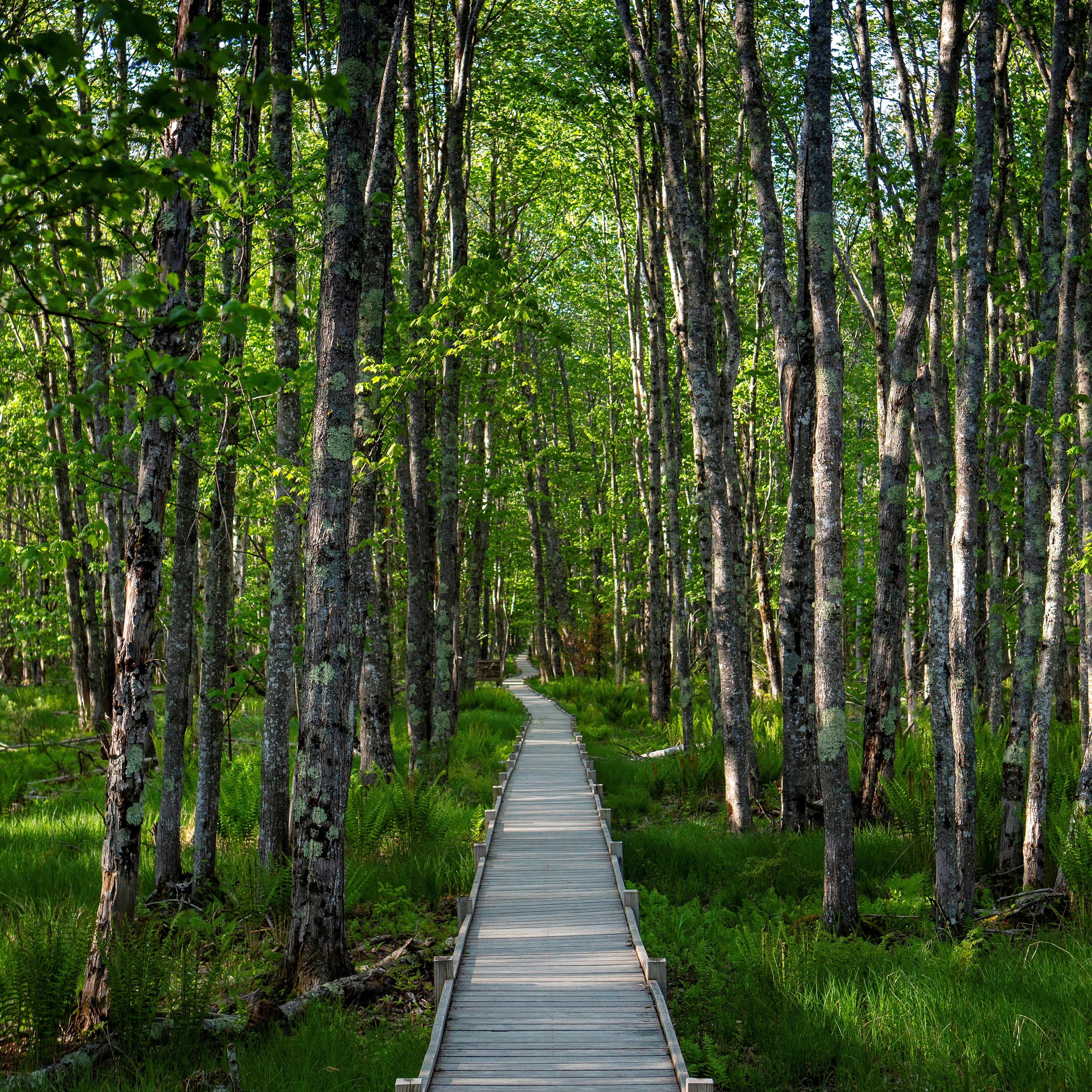 Boardwalk through a forest of white birch trees