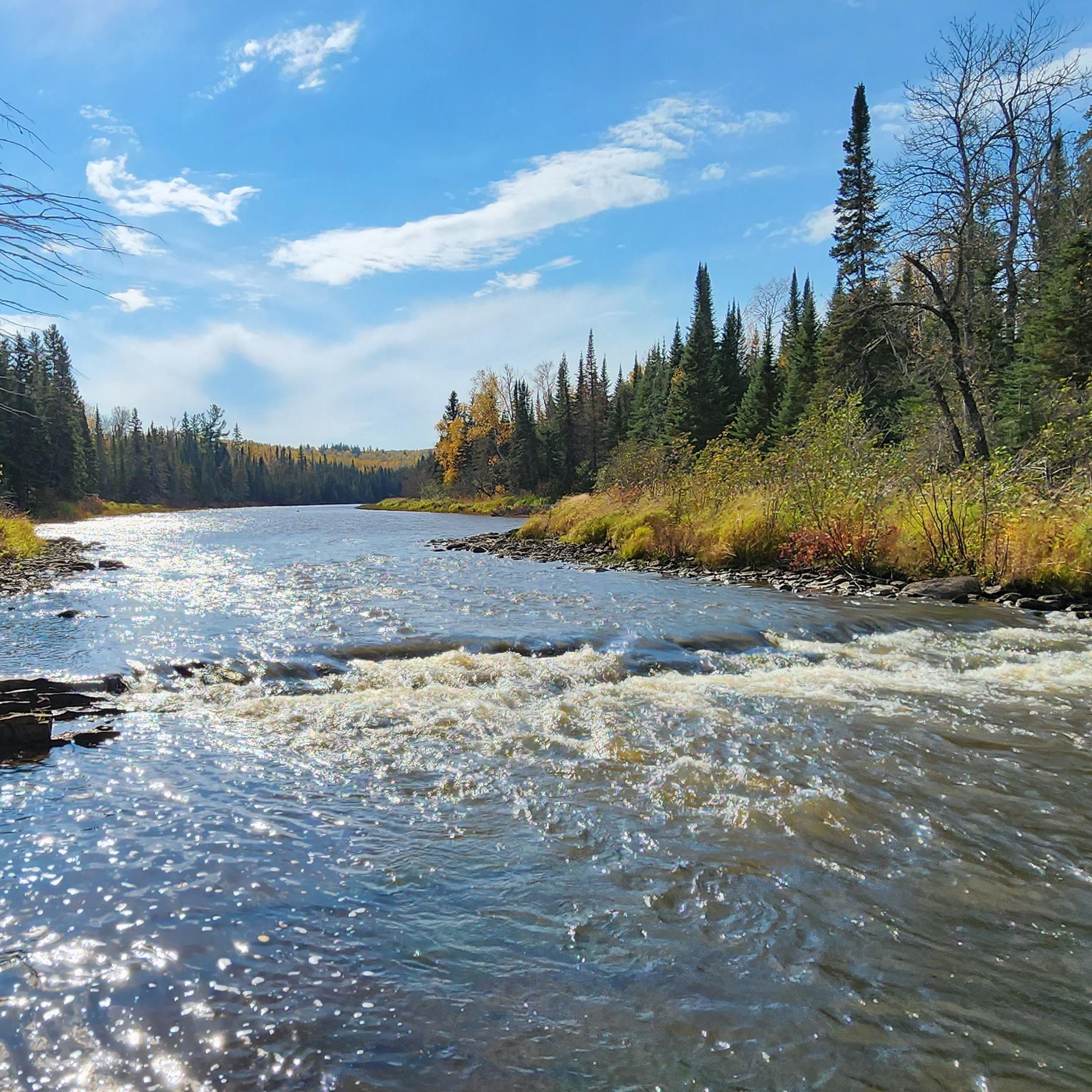 A river with shallow rapids, passing through a forest.