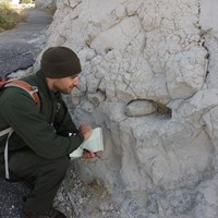A park ranger takes a close look at concretions of limestone embedded in sandstone. 