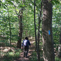 hiker on a natural surface trail though mixed-age trees