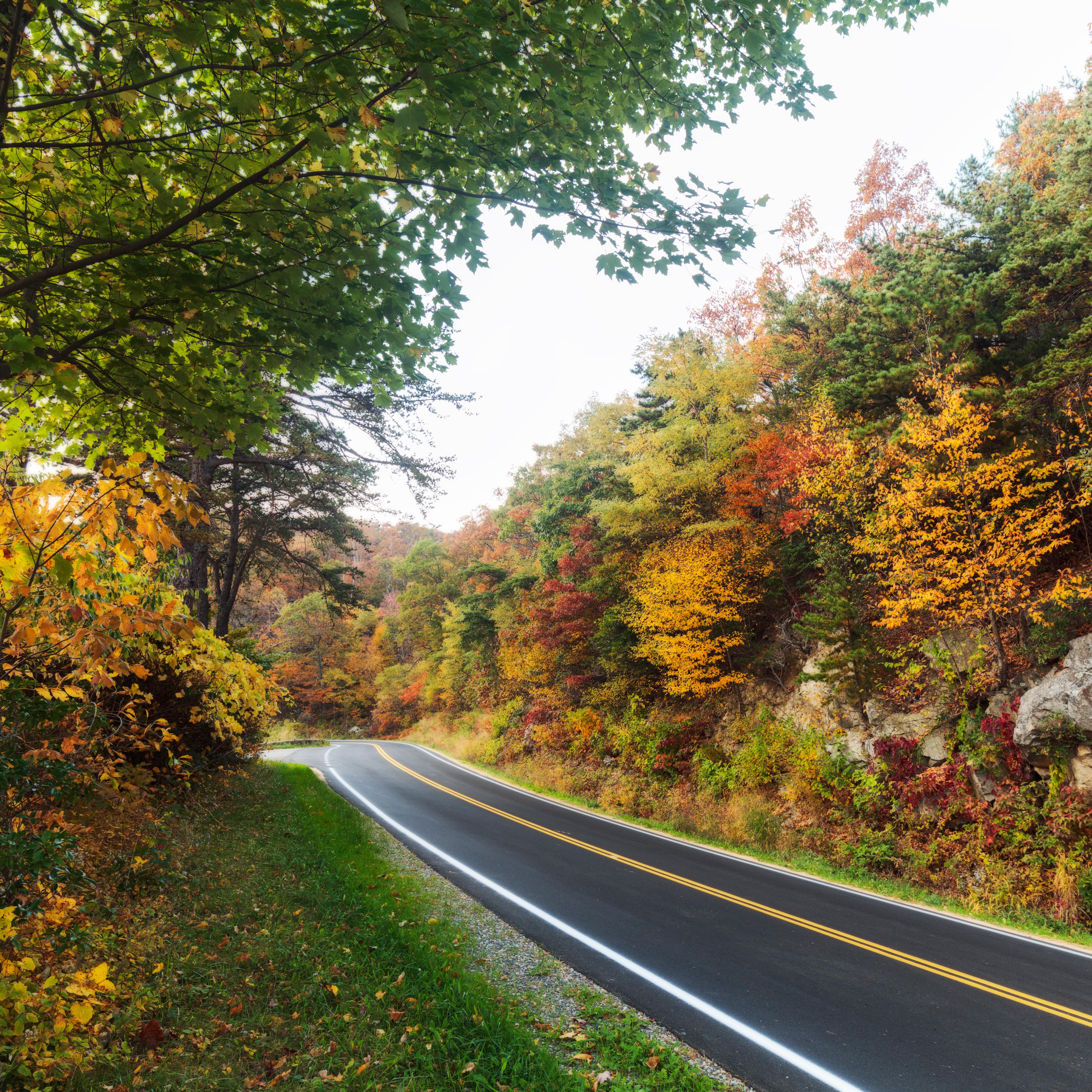 Orange, yellow, green, and red trees line a curving road. 