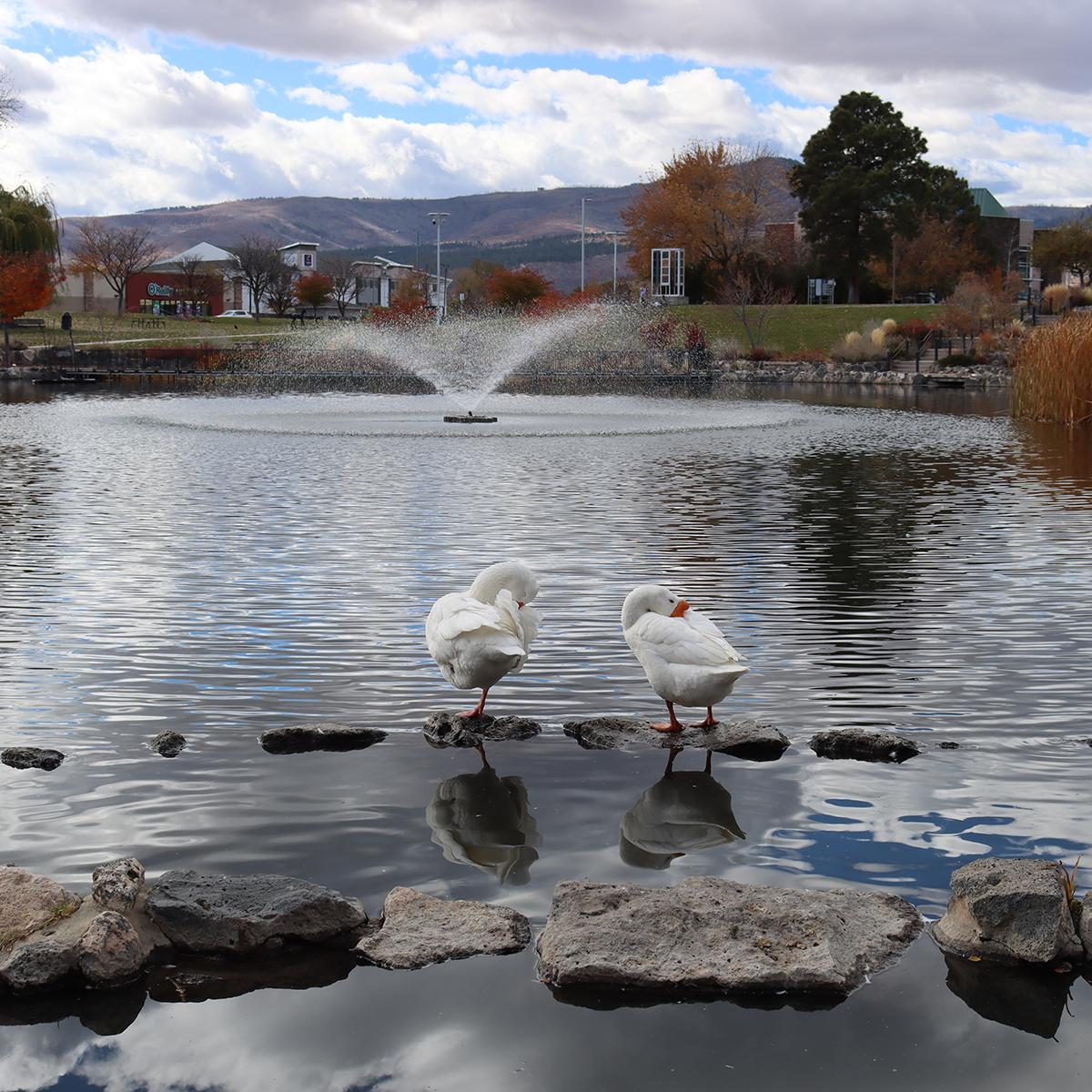 Two large, white birds sit in front of a pond surrounded by fall colors. 