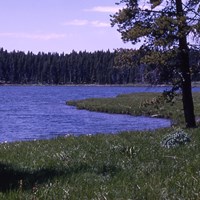 Grassy shore in front of a blue lake, with conifer trees in the distance.