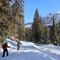 Skiers travel along a trail through a forest with mountain peaks rising above the trees.