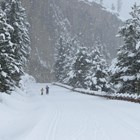 Skiers in a snowfall along the road to Tower Fall.