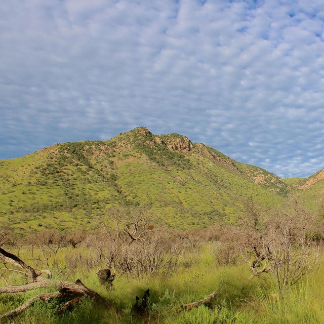 a small mountain covered in shrubby brush