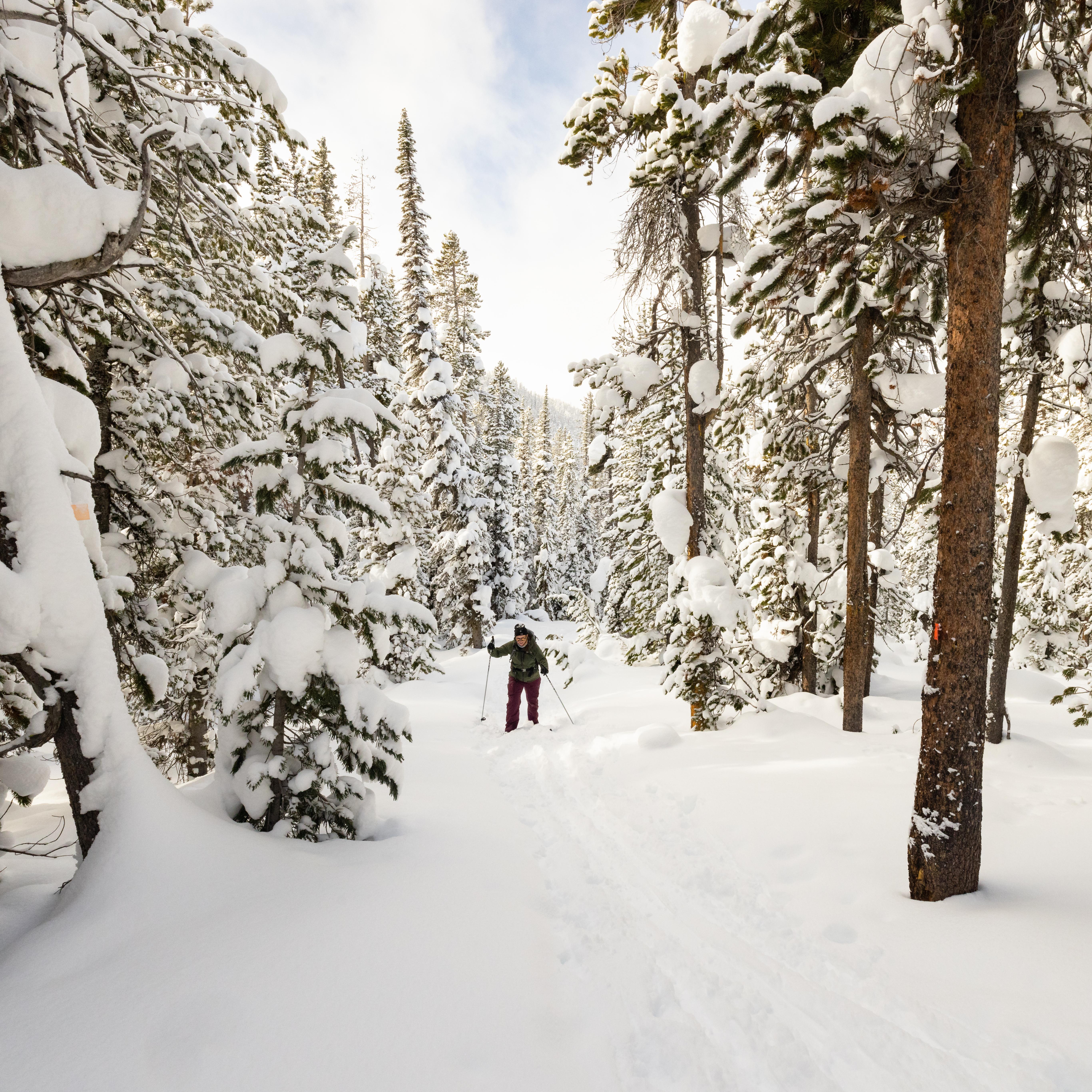 A skier travels through a snow-covered forest.