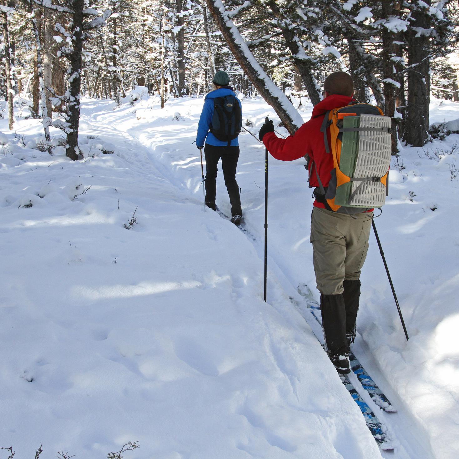 Two skiers make their way on a slight incline through a lodgepole pine forest.