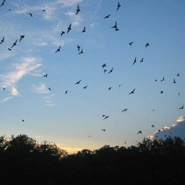bats fly at dusk