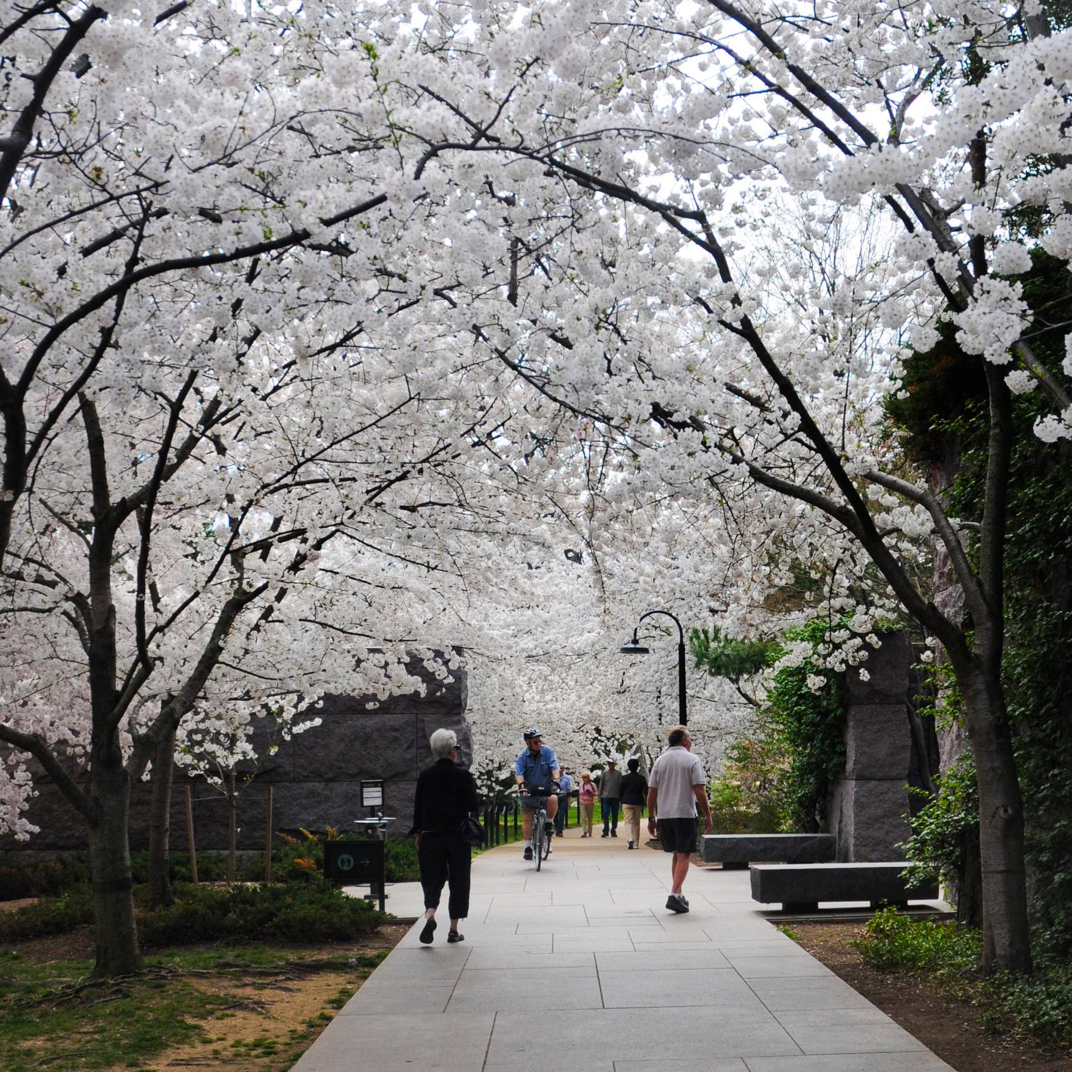Cherry trees blooming at the Franklin Roosevelt Memorial