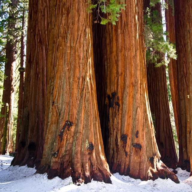 A group of giant sequoias in the snow
