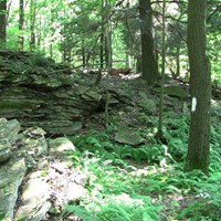 a rock outcropping in a deciduous forest with ferns along a blazed footpath