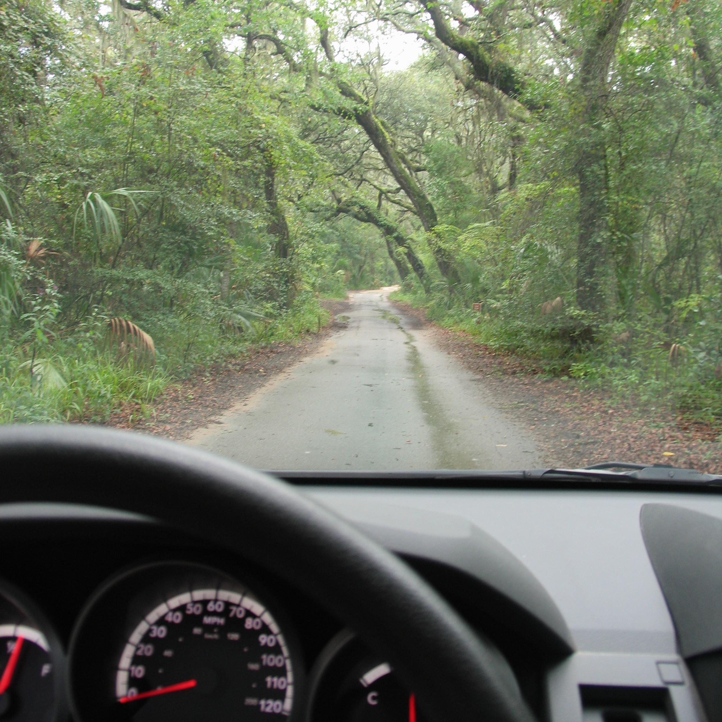 a view from the drivers seat of a wooded read with steering wheel 