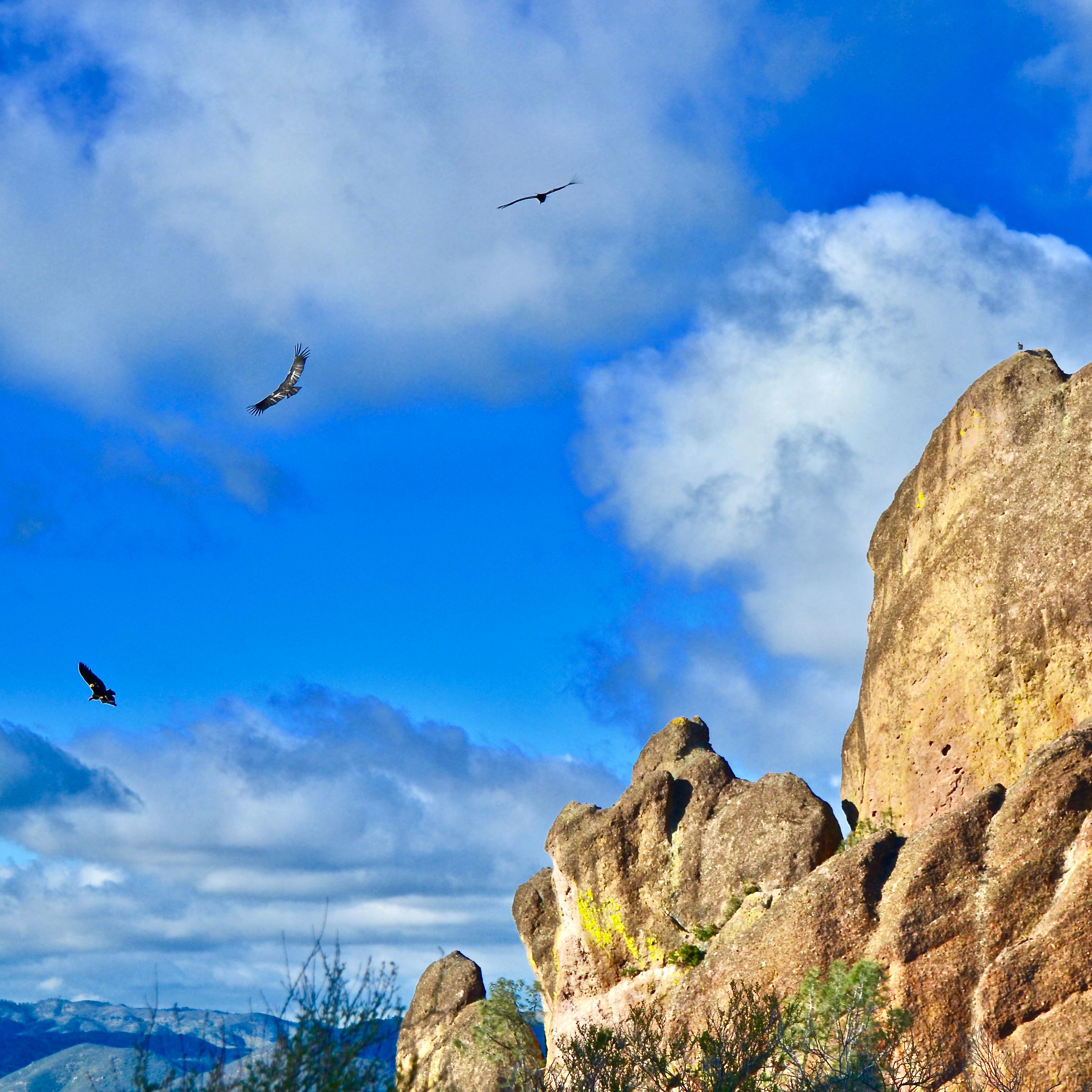 Condors flying above high peaks on a bright and cloudy morning.